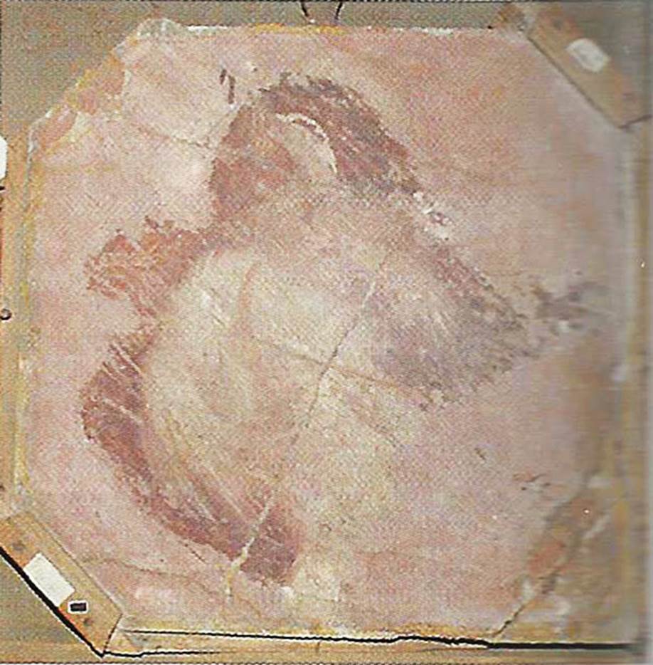 Villa dei Papiri, Herculaneum. Atrium (c). Fresco of two birds.
According to Moormann this fragment, is from the atrium (c) and is of octagonal form and rather faded, in which one recognizes a duck and another bird painted with natural tones.
Now in Naples Archaeological Museum. Inventory number s. n.
See Esposito D., 2010. Le pitture della Villa dei Papiri ad Ercolano in La Villa Romaine de Boscoreale et ses Fresques. édicions errance: Musée royal de Mariemont, p. 212-3, fig. 5.